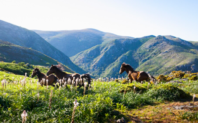 Turismo Rural no Gerês: Atividades de Natureza no Parque Biológico do Mezio
