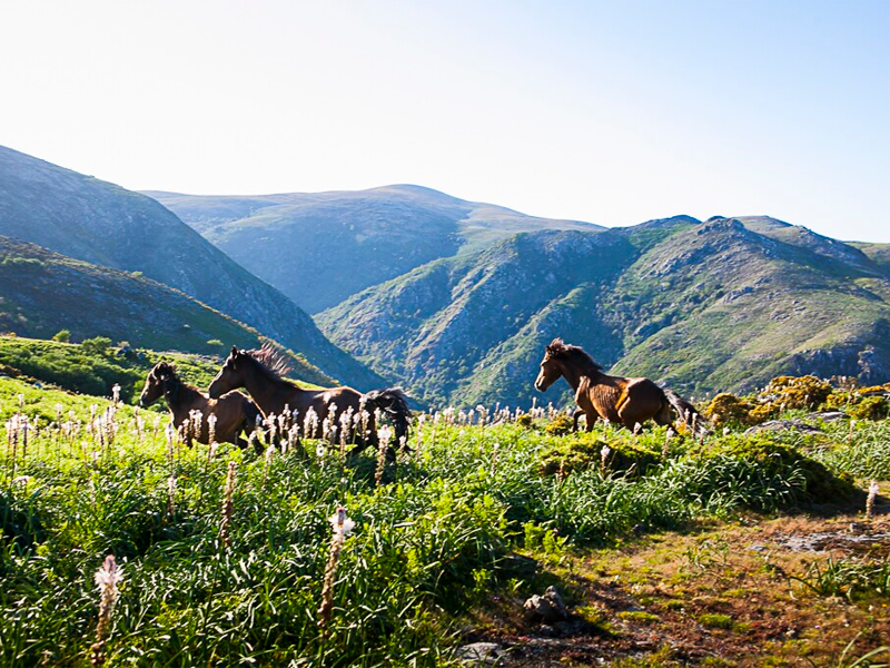 Turismo Rural no Gerês: Atividades de Natureza no Parque Biológico do Mezio