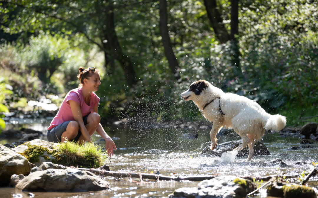 Tourisme rural Pet-friendly dans le Gerês: amenez votre animal et restez plus longtemps